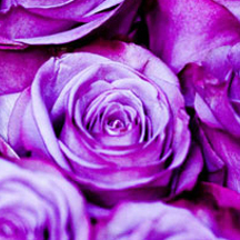 【完整安装包】官方下载的服务器攻击软件